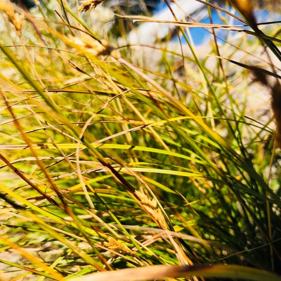 Meet your Posher, Jenae - Picture 1 of 1